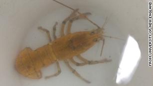 yellow lobster stockx