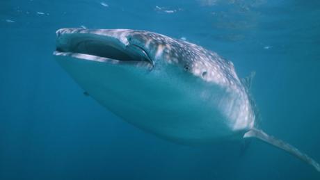 How NASA technology can help save whale sharks -- the world's largest fish