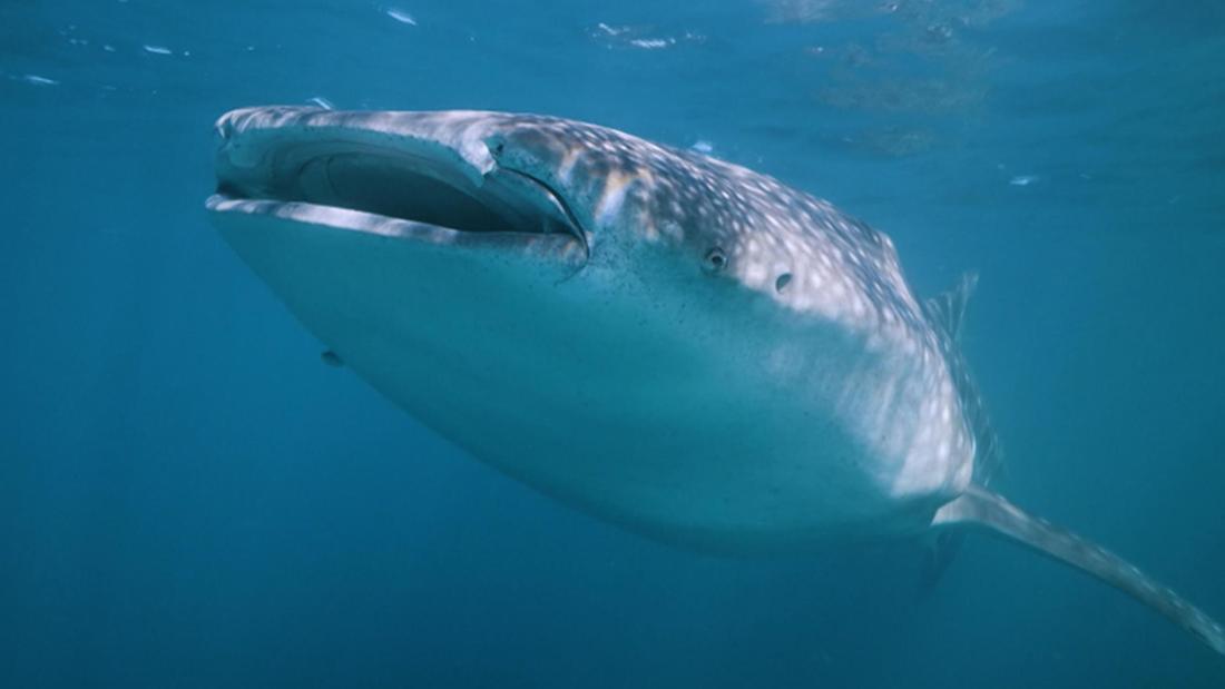 NASA technology could help save whale sharks, says Australian marine biologist and founder of ECOCEAN Brad Norman