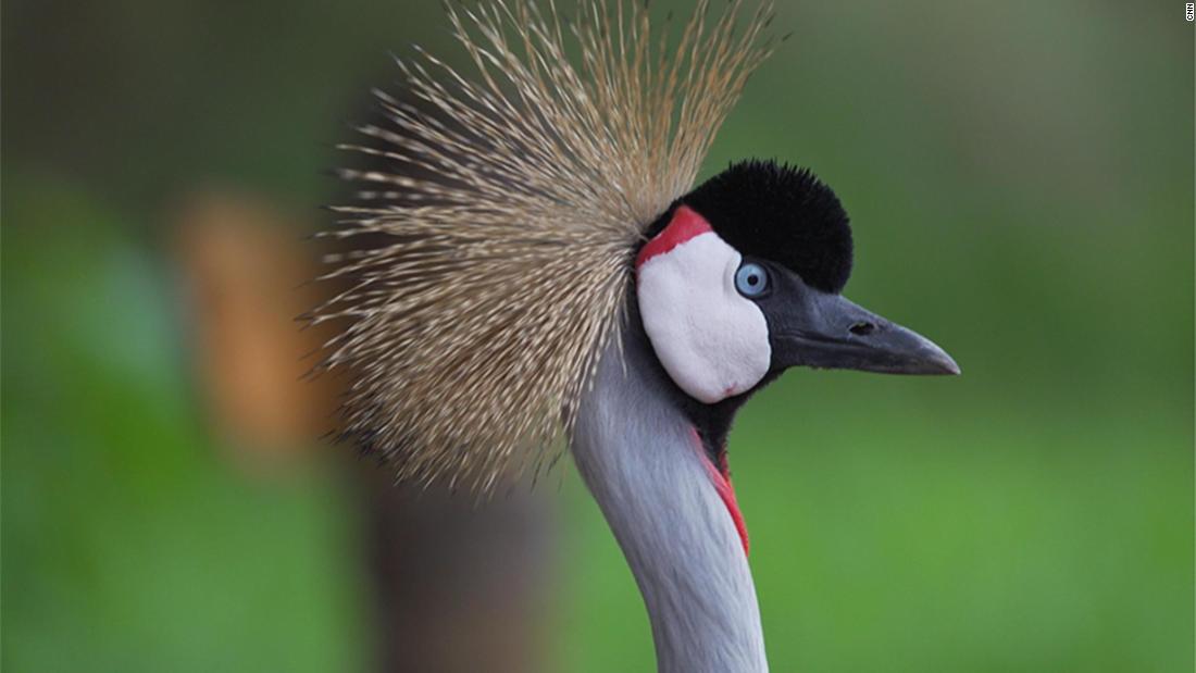 How these cranes escaped a life as status symbol pets in Rwanda