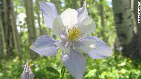 Climate change has lengthened and intensified pollen seasons in the US and Canada, a new study has found. Shown is a Colorado blue columbine with pollen visible.