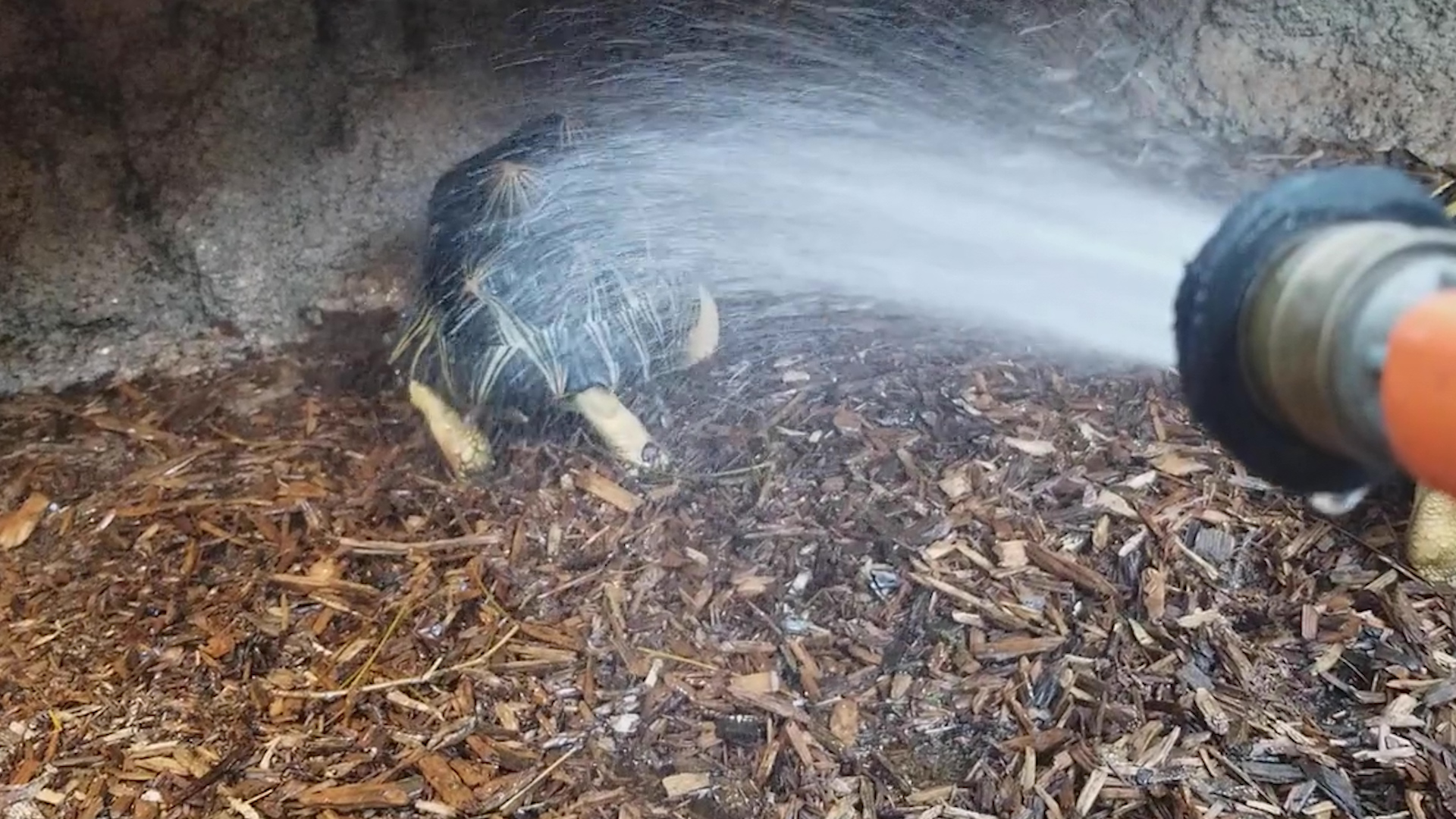 World Turtle Day 21 This Video Of A Dancing Tortoise Will Make Your Day Cnn Video