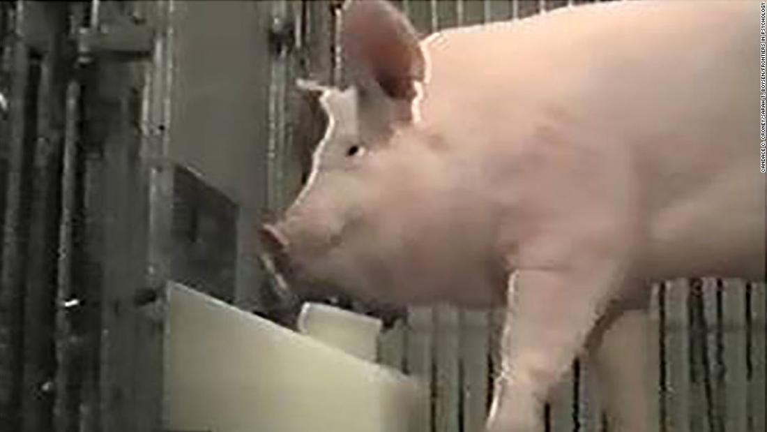 Pigs can be taught to use joysticks, experimental findings