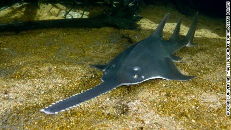 The sawfish, a fish that looks like a hedge-trimmer, is at at risk of ...