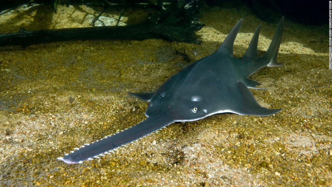 The sawfish, a fish that looks like a hedge-trimmer, is at at risk of