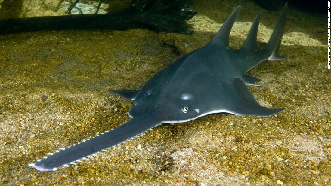 The sawfish, a fish that looks like a hedge trimmer, is at risk of extinction