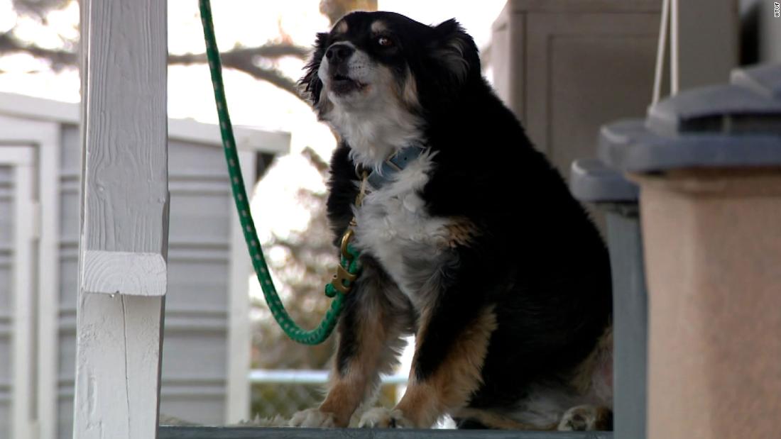 An 8-year-old border collie named Lulu is inheriting a $5 million trust