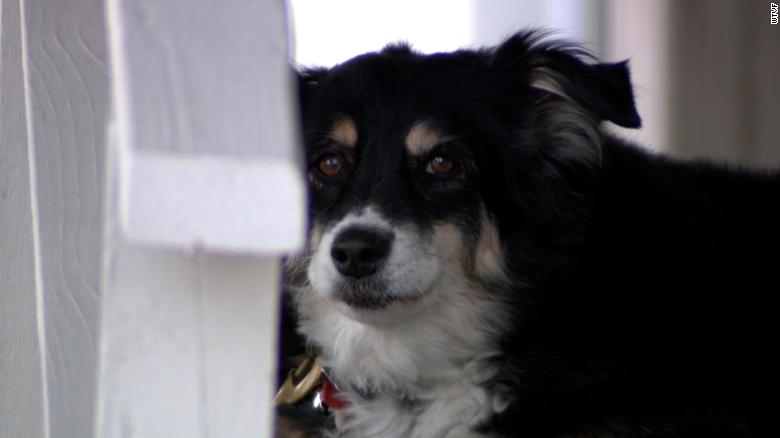 An 8-year-old border collie named Lulu is inheriting a $5 million trust