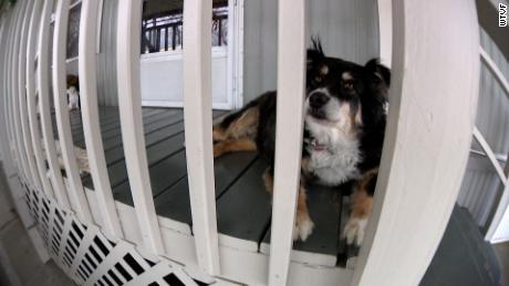 Lulu plays watchdog outside of her Nashville home.