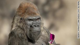 San Diego Zoo gorillas make full recovery from Covid-19