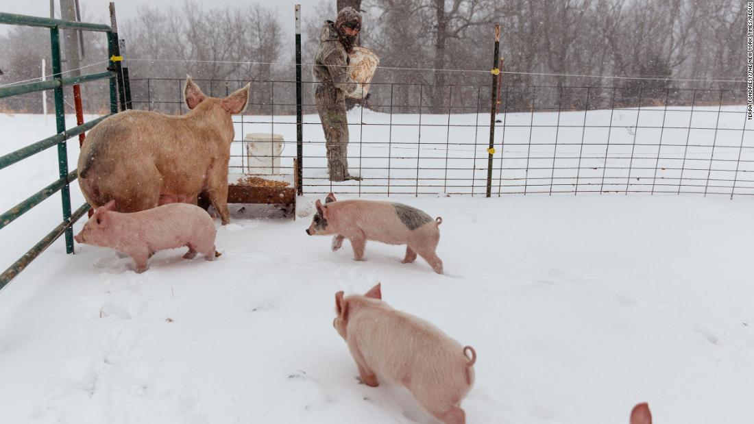 A boy feeds his pigs in St. Joe, Arkansas, on Monday.