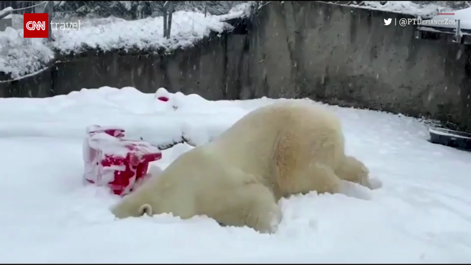Osos polares, pandas y nutrias se divierten disfrutando de la nieve que cae  en EE.UU. - CNN Video