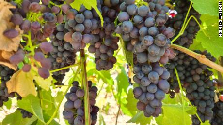 Grapes on the vine at Tahbilk winery in central Victoria in February 2020.