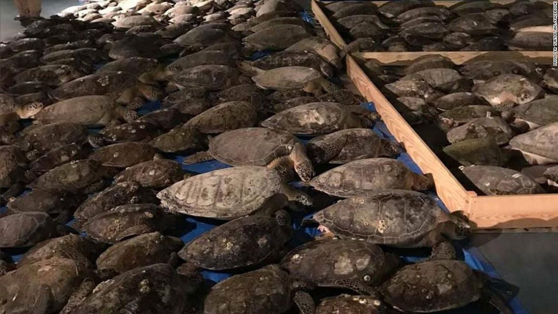 Thousands of turtles have been rescued from freezing waters in Texas