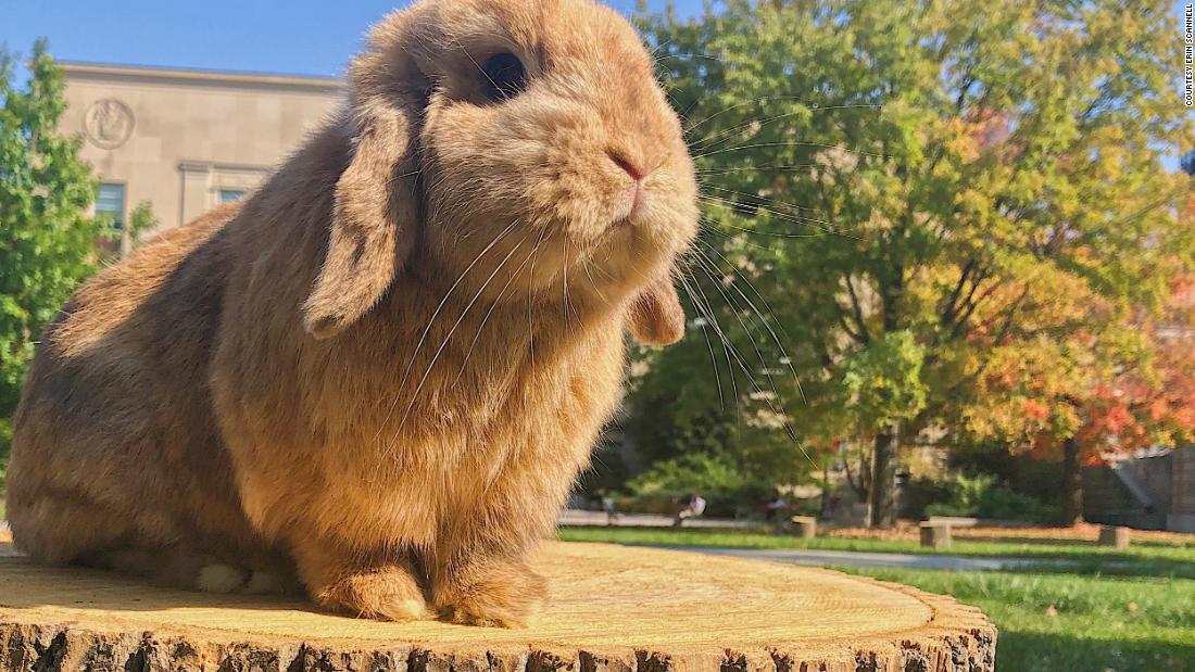 Meet the bunnies that helped people survive 2020