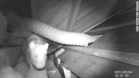 Vernichtungsarbeiter sagen, dass die Ratten während der Sperrung auf der Suche nach Nahrung in mehr Wohngebiete ziehen.