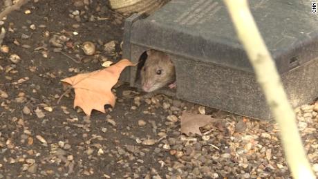 One London exterminator said it was not uncommon for him to catch a rat measuring over 15 inches long.