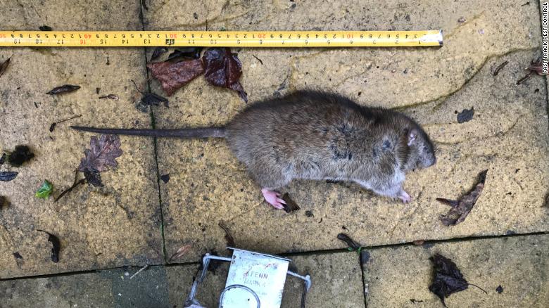 Paul Claydon says it&#39;s not uncommon for him to catch a rat measuring 40 centimeters (15.7 inches).