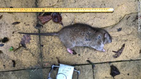 Není neobvyklé, že Paul Claydon chytil myš, která měří 40 cm (15,7 palce).