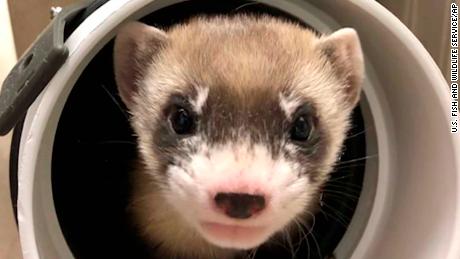 In this photo provided by the U.S. Fish and Wildlife Service is Elizabeth Ann, the first cloned black-footed ferret and first-ever cloned US endangered species, at 50-days old on Jan. 29, 2021. Scientists hope the slinky predator named Elizabeth Ann and her descendants will improve the genetic diversity of a species once thought extinct but bred in captivity and reintroduced successfully to the wild. (U.S. Fish and Wildlife Service via AP)