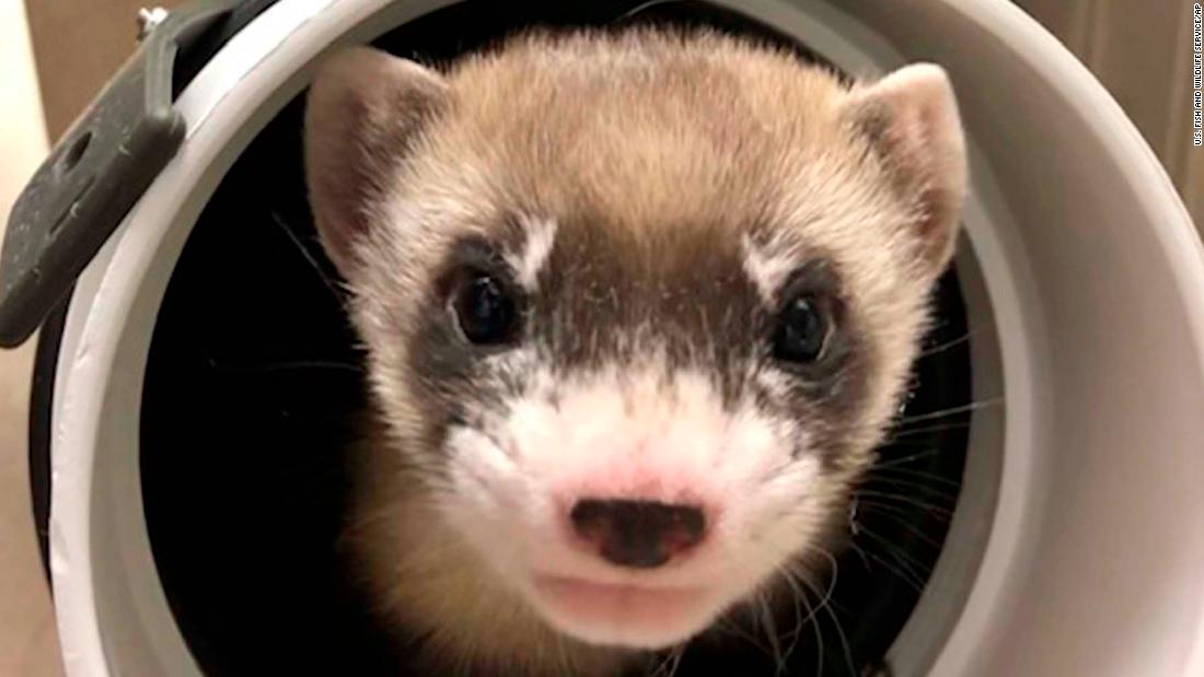Black-footed ferret is first endangered American animal to be cloned - CNN