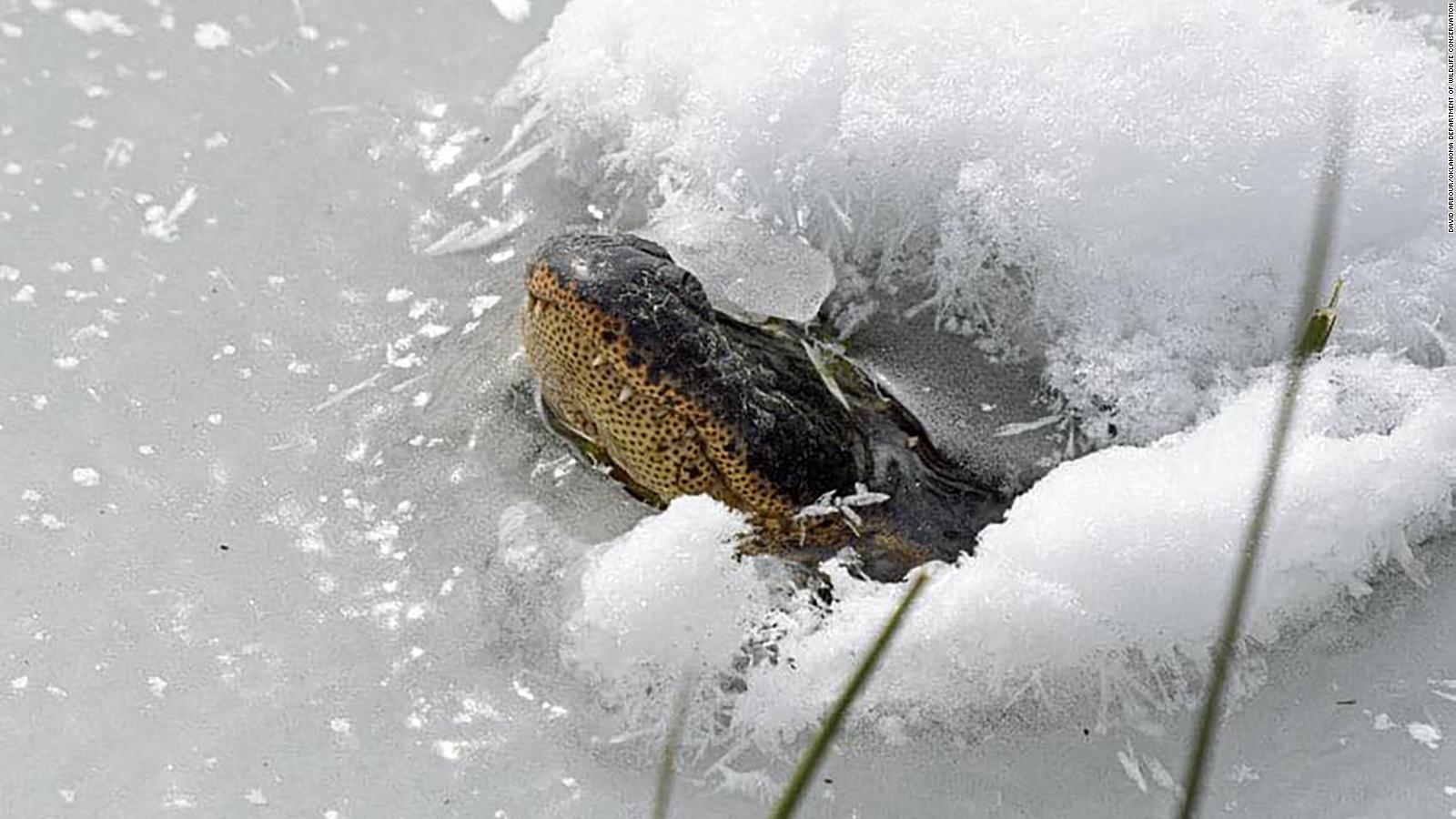 alligators-stick-their-snouts-above-freezing-waters-to-breathe-cnn