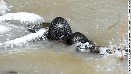 An alligator &#39;ices&#39; at Red Slough Wildlife Management Area in Oklahoma.