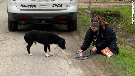 Natalie Parsons, une enquêteuse sur la cruauté envers les animaux, s'occupe d'un chien sauvé par la SPCA de Houston.