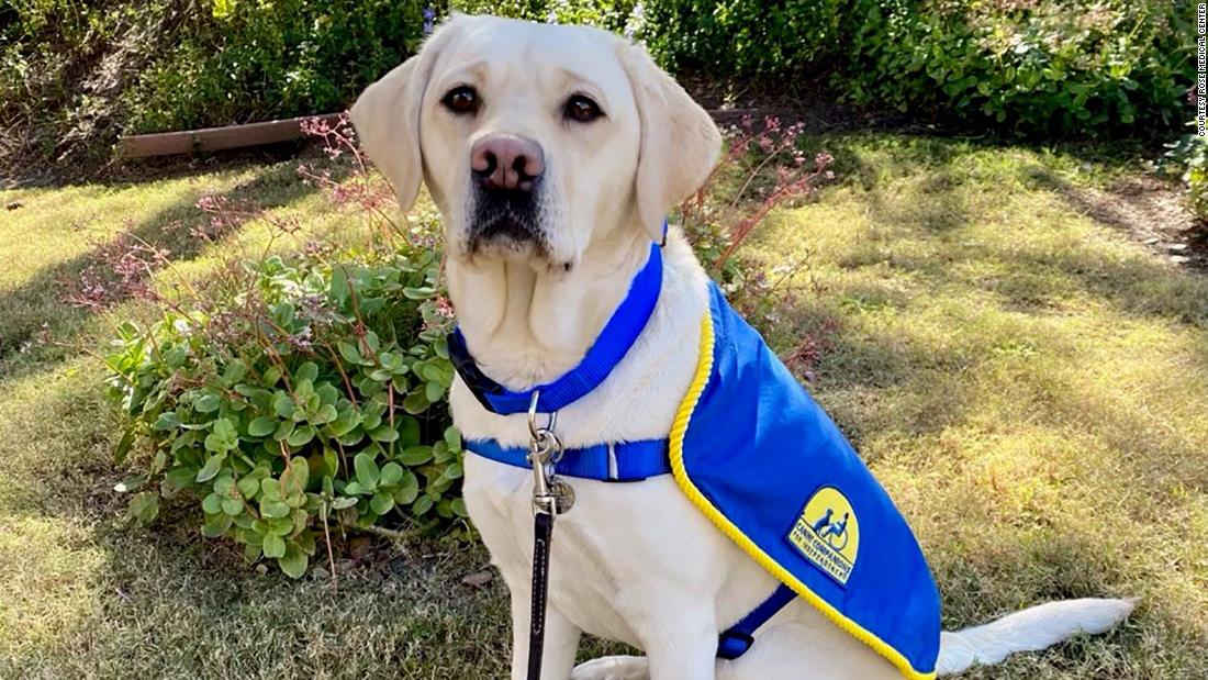 Beloved canine moves on after helping hospital staffthrough a year of ...