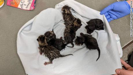 A suspicious package in Butler County, Ohio, contained a cat and her six adorable kittens.
