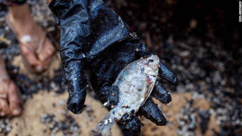 A woman holds a dead fish after she cleaned it from tar from a suspected oil spill in the Mediterranean sea in Gador nature reserve near Hadera, Israel, on February 20.