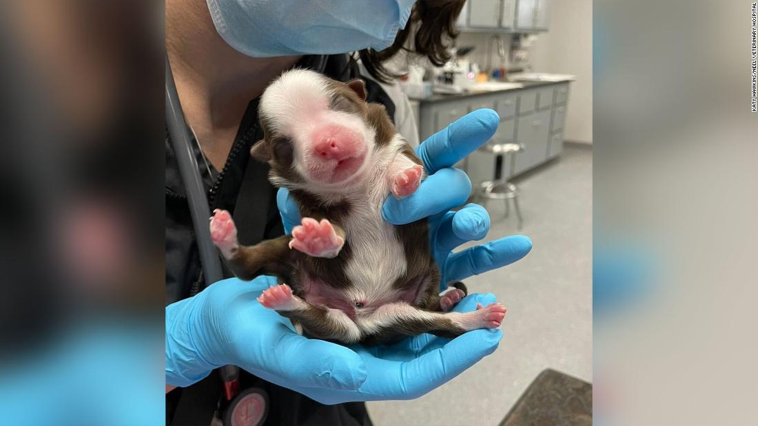 Skipper: Puppy born with six legs is a ‘miracle’, says the veterinary hospital