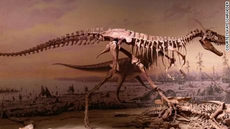Hungry teenage tyrants help explain puzzling fact about dinosaur diversity