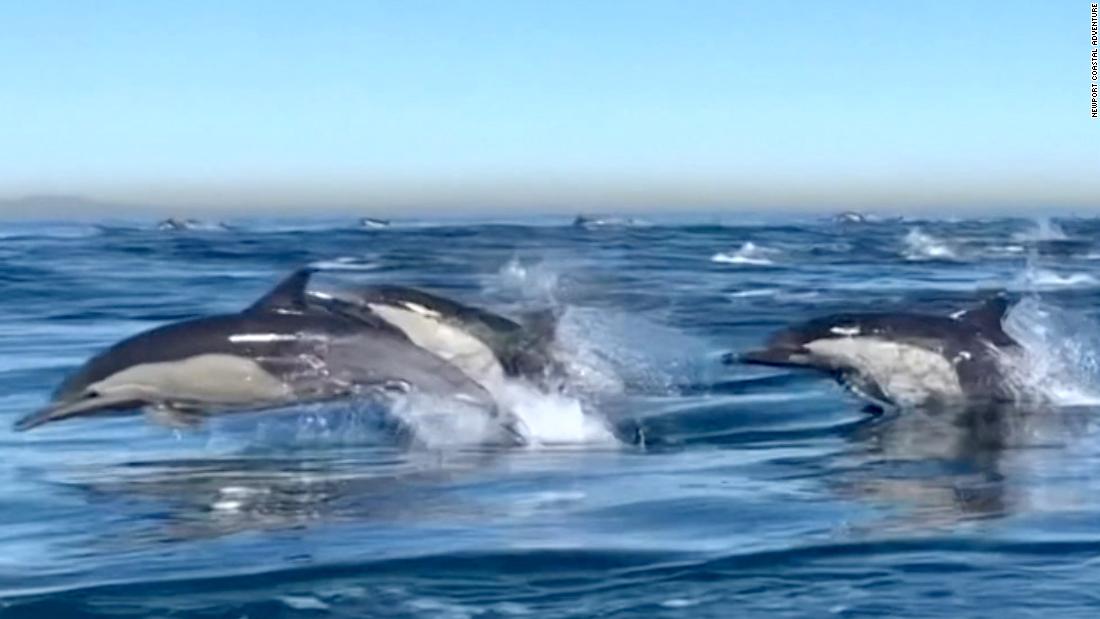 Dolphin Stampede in Southern California