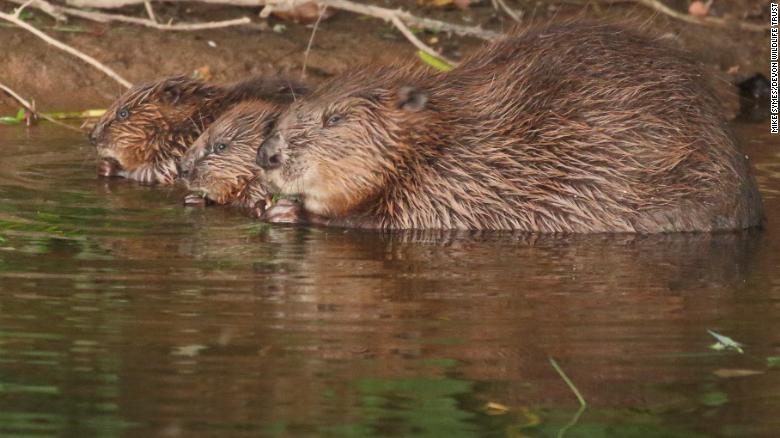 A female beaver in Devon, with her two kits.