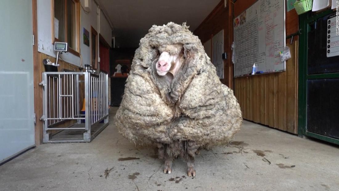 Sheep That Wasnt Sheared For Years