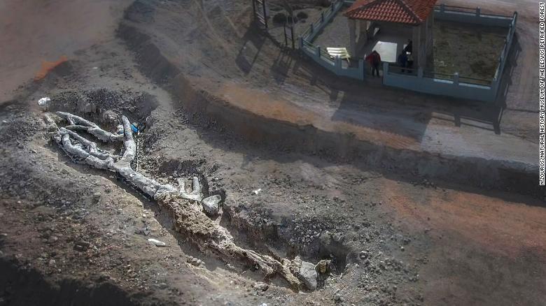 El árbol, que se encuentra completo con raíces y ramas, fue petrificado por una erupción volcánica.