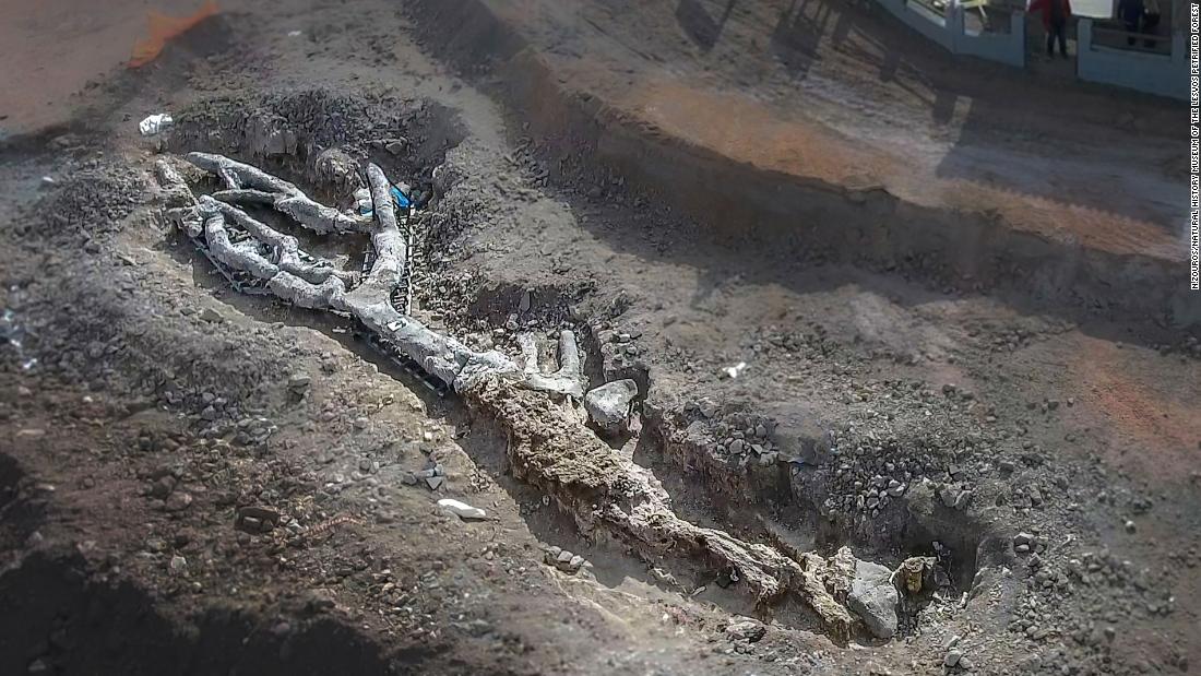 Petrified tree up to 20 million years old was found intact in Lesbos