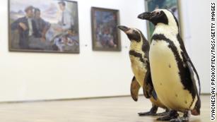 BRYANSK, RUSSIA - FEBRUARY 25, 2021: Penguins of the Lasta-Rica circus at the Bryansk Regional Art Museum. The penguins came to the circus in March 2020, but all the events were cancelled amid the COVID-19 pandemic. The Bryansk circus is opening after 10 months of down time. Vyacheslav Prokofyev/TASS (Photo by Vyacheslav Prokofyev\TASS via Getty Images)