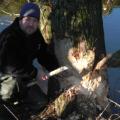 RESTRICTED beaver devon willow gnaw