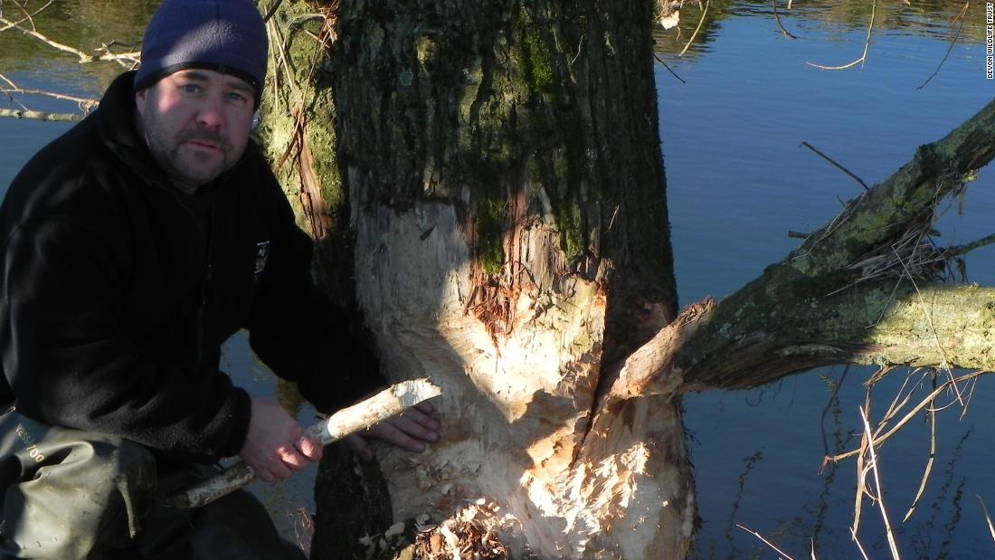 This willow tree has been gnawed by a beaver. The bark of the trees they fell is their primary source of food. 