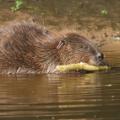 RESTRICTED female beaver devon