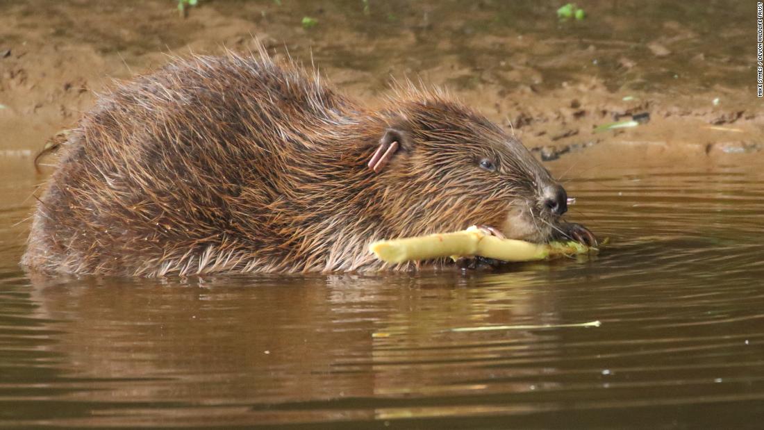 Devon Wildlife Trust (DWT) has worked to introduce wild beavers to England for the first time in 400 years.