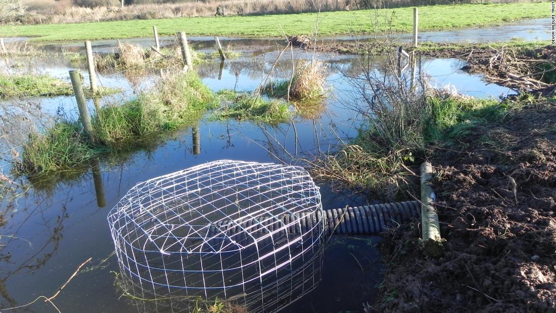 A large part of DWT&#39;s job is to manage the relationship between beavers and landowners. Here they have installed a pipe, or &quot;beaver deceiver,&quot; to drain flooded farmland while allowing the beaver to keeps its dam.  
