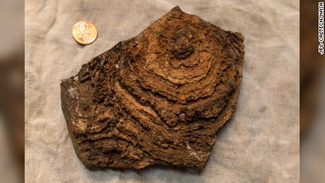 This stromatolite formed about 2.7 billion years ago and was collected from an ancient lake environment preserved in rocks in Western Australia. Layers can be seen within the stromatolite.