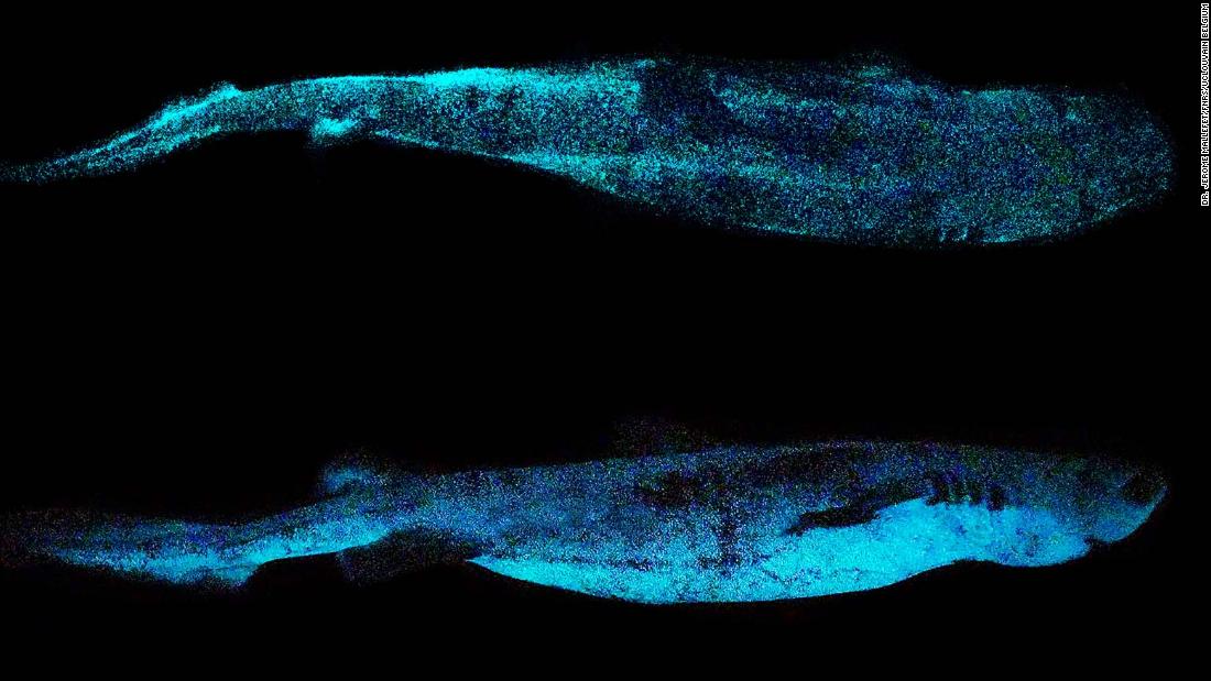 Glowing in the dark shark captured on film for the first time