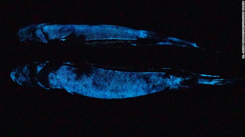 This image shows a lanternshark.