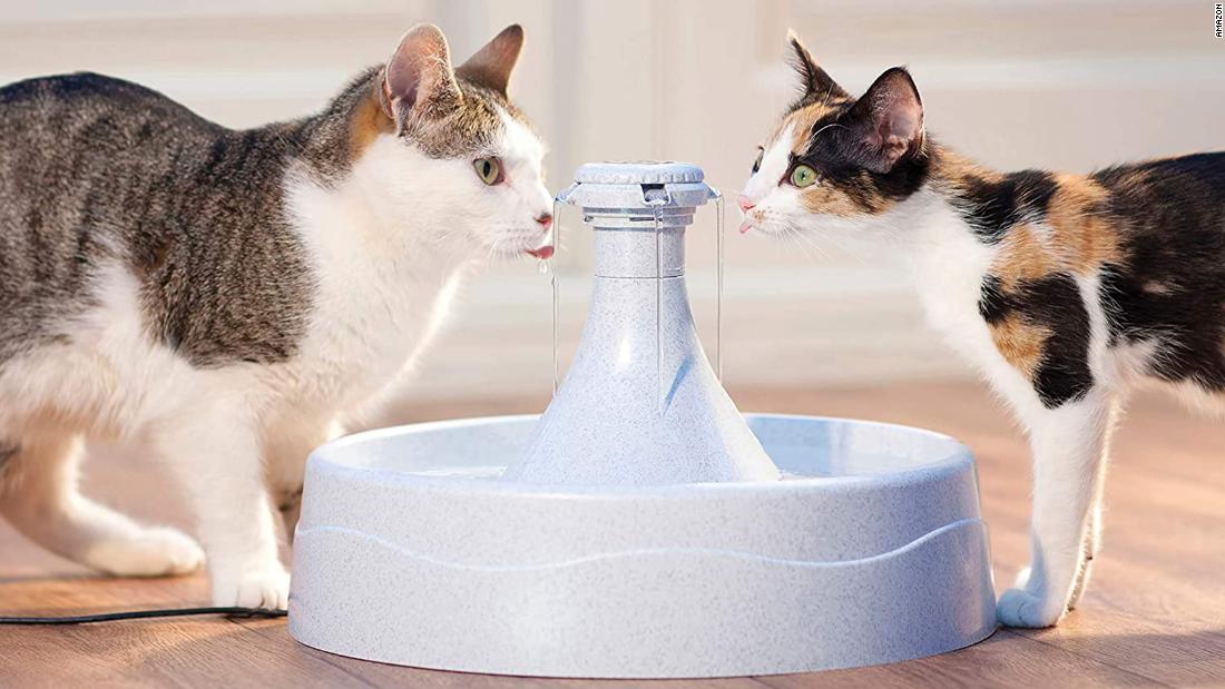 por qué los gatos son los mejores toalla de té Plato Paño-Gracioso Crazy Gato Dama Animal Gatito