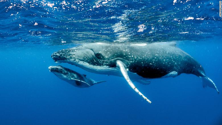 How do whales defy the odds of getting cancer? The answer is in their genes, new study says