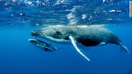 Humpback whales, shown here, are a species of baleen whales. A new study published by The Royal Society looks at cancer resistance in cetaceans, including baleen whales.